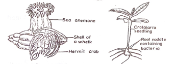 Mutualism Diagram